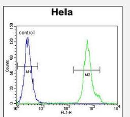 Flow Cytometry: LRRC45 Antibody [NBP2-29995] - Flow cytometric analysis of Hela cells (right histogram) compared to a negative control cell (left histogram).FITC-conjugated goat-anti-rabbit secondary antibodies were used for the analysis.