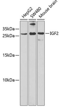 Western blot - IGF2 antibody (A2086)