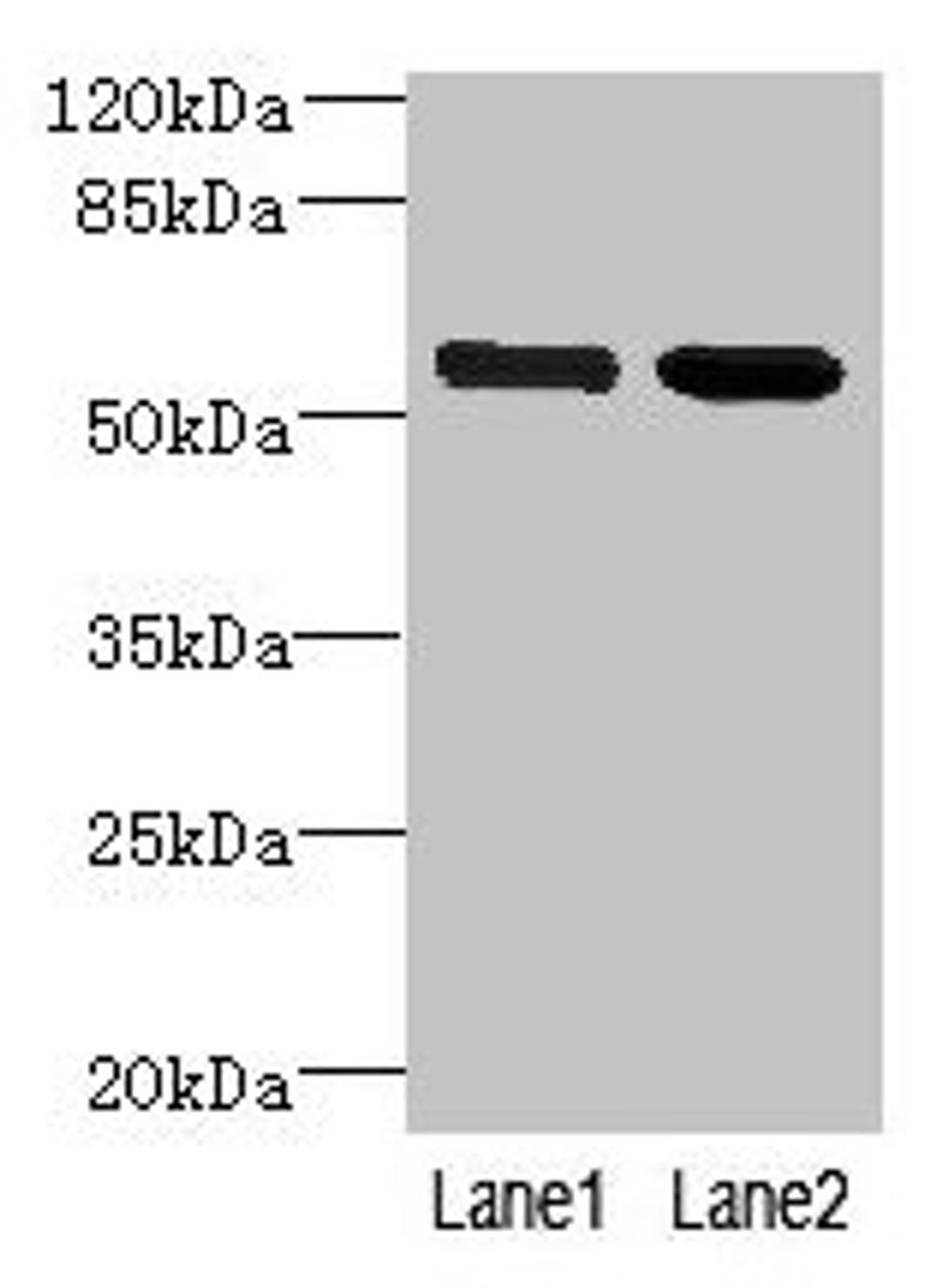 Western blot. All lanes: EFCAB14 antibody at 4µg/ml. Lane 1: Colo320 whole cell lysate. Lane 2: Hela whole cell lysate. Secondary. Goat polyclonal to rabbit IgG at 1/10000 dilution. Predicted band size: 56 kDa. Observed band size: 56 kDa