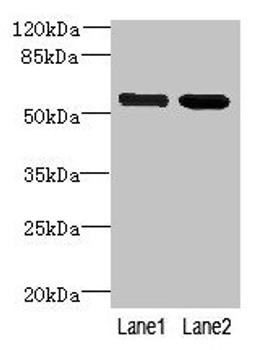 Western blot. All lanes: EFCAB14 antibody at 4µg/ml. Lane 1: Colo320 whole cell lysate. Lane 2: Hela whole cell lysate. Secondary. Goat polyclonal to rabbit IgG at 1/10000 dilution. Predicted band size: 56 kDa. Observed band size: 56 kDa