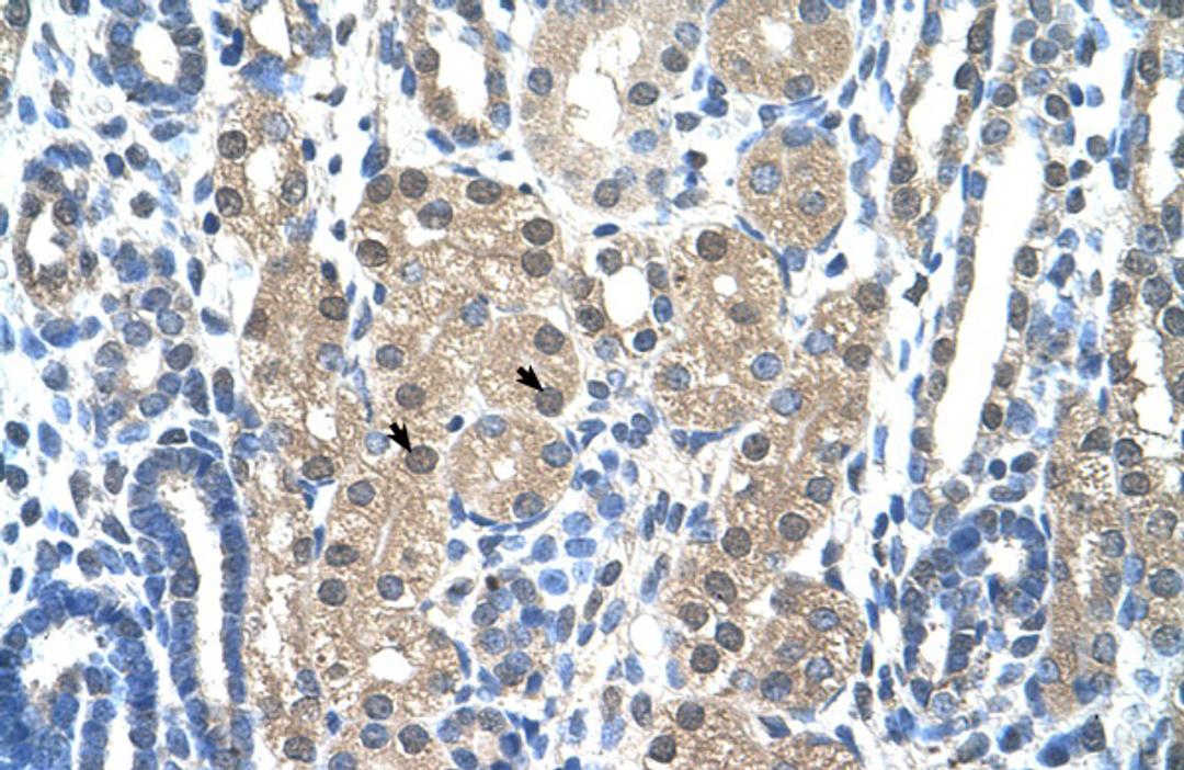 Antibody used in IHC on Human kidney.