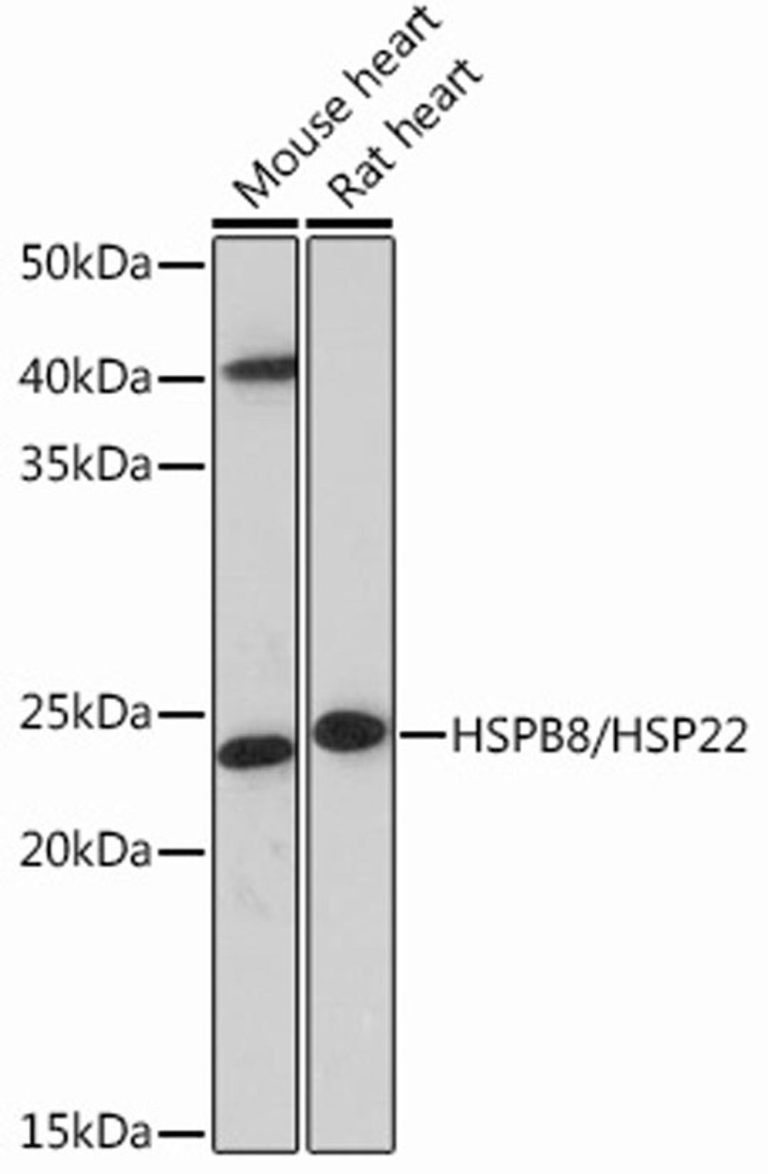 Western blot - HSPB8/HSP22 Rabbit mAb (A13518)