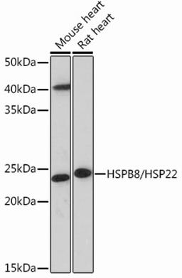 Western blot - HSPB8/HSP22 Rabbit mAb (A13518)