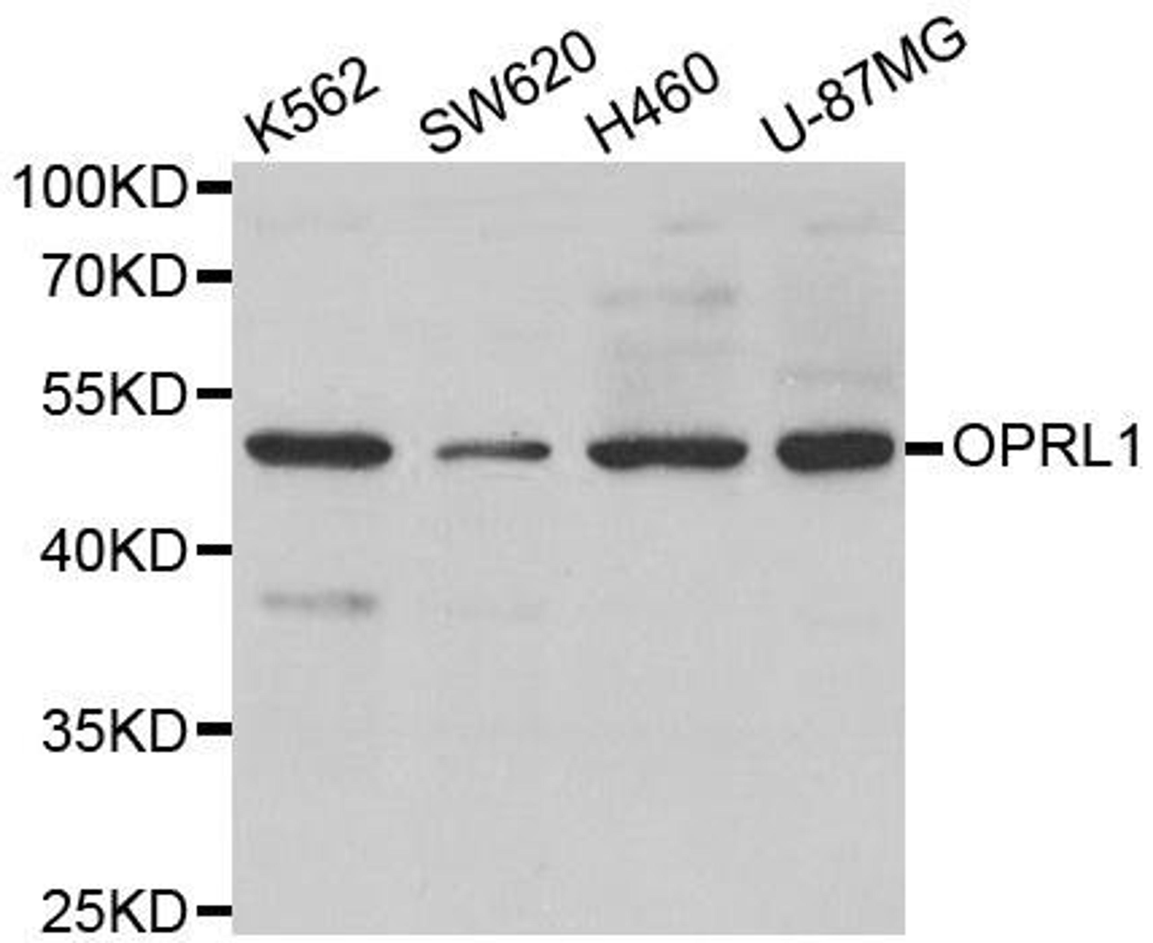 Western blot analysis of extracts of various cell lines using OPRL1 antibody