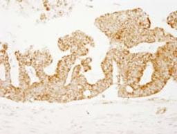 Detection of human COX4 by immunohistochemistry.