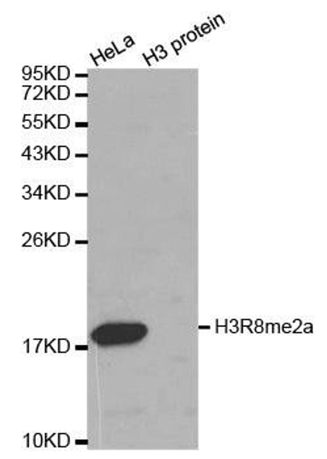 Western blot analysis of extracts of HeLa cell line and H3 protein expressed in E.coli using HIST3H3 antibody