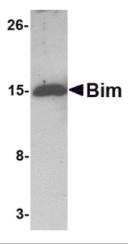 Western blot analysis of 5 ng of Bim recombinant protein with Bim antibody at 1 &#956;g/mL.