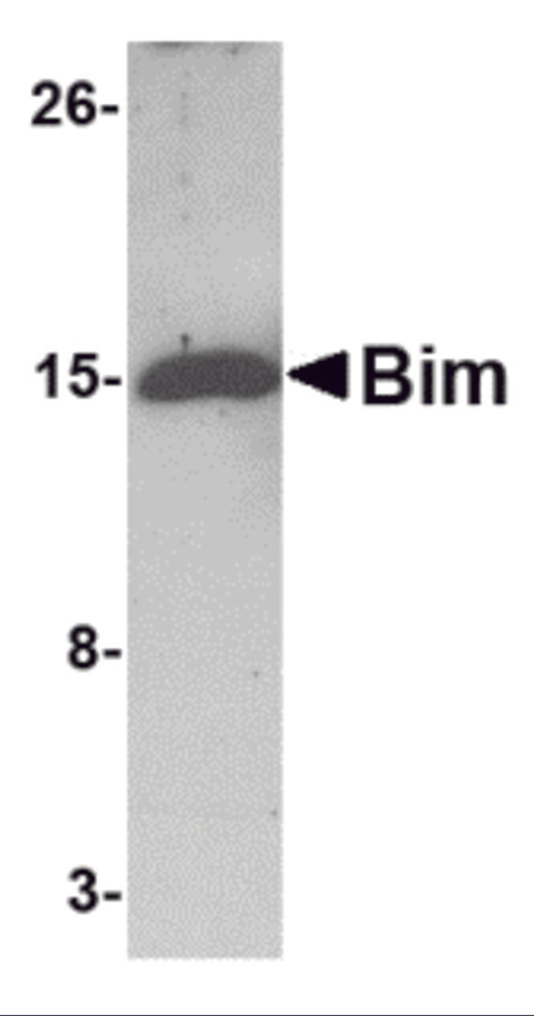Western blot analysis of 5 ng of Bim recombinant protein with Bim antibody at 1 μg/mL.