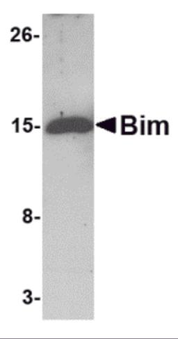 Western blot analysis of 5 ng of Bim recombinant protein with Bim antibody at 1 μg/mL.