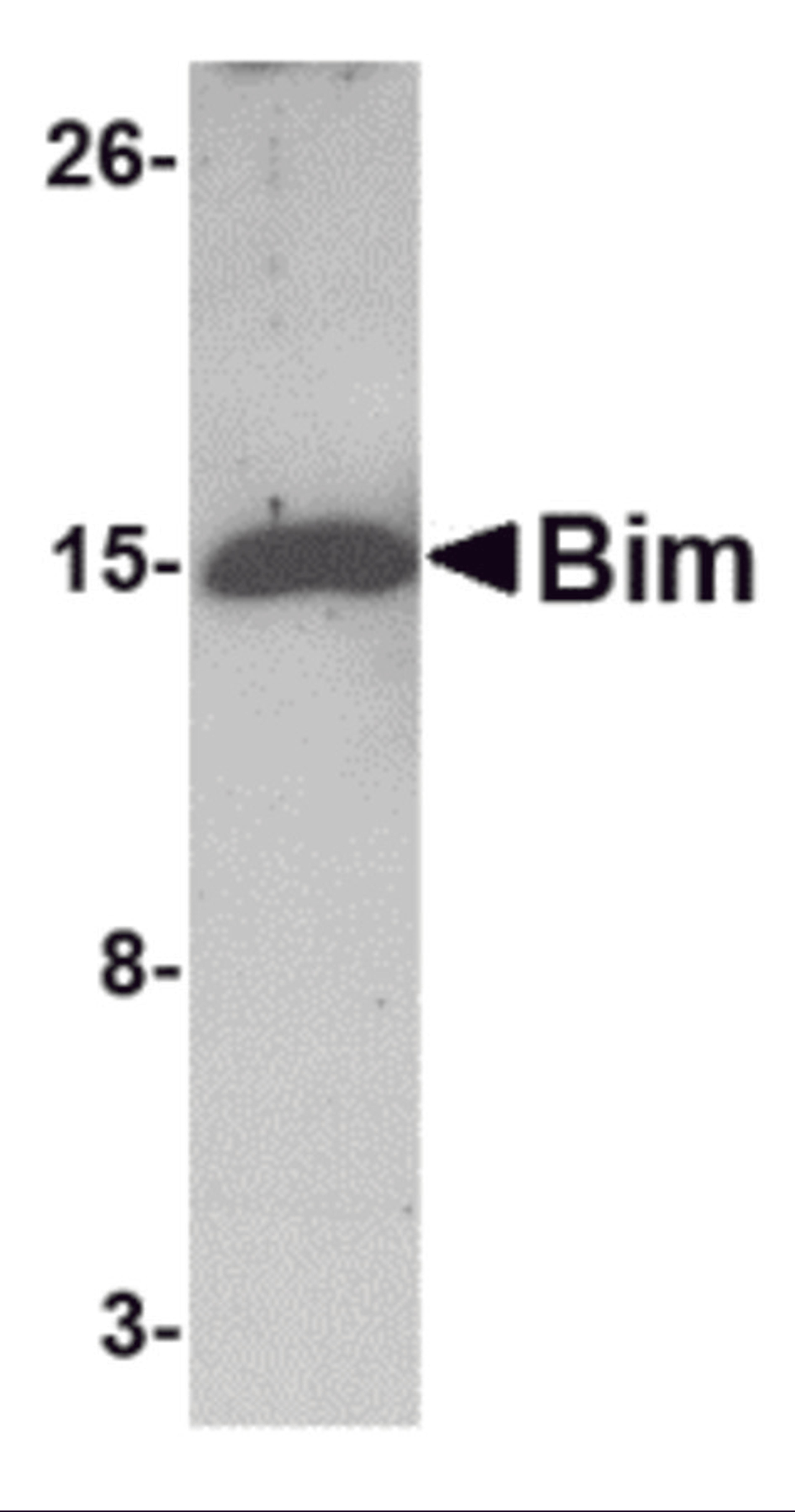 Western blot analysis of 5 ng of Bim recombinant protein with Bim antibody at 1 μg/mL.