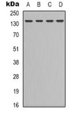 Western blot analysis of HEK293T (Lane 1), K562 (Lane 2), NIH3T3 (Lane 3), COLO205 (Lane 4) whole cell lysates using CD295 antibody