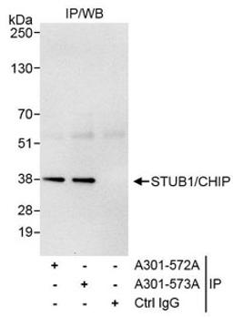 Detection of human STUB1/CHIP by western blot of immunoprecipitates.