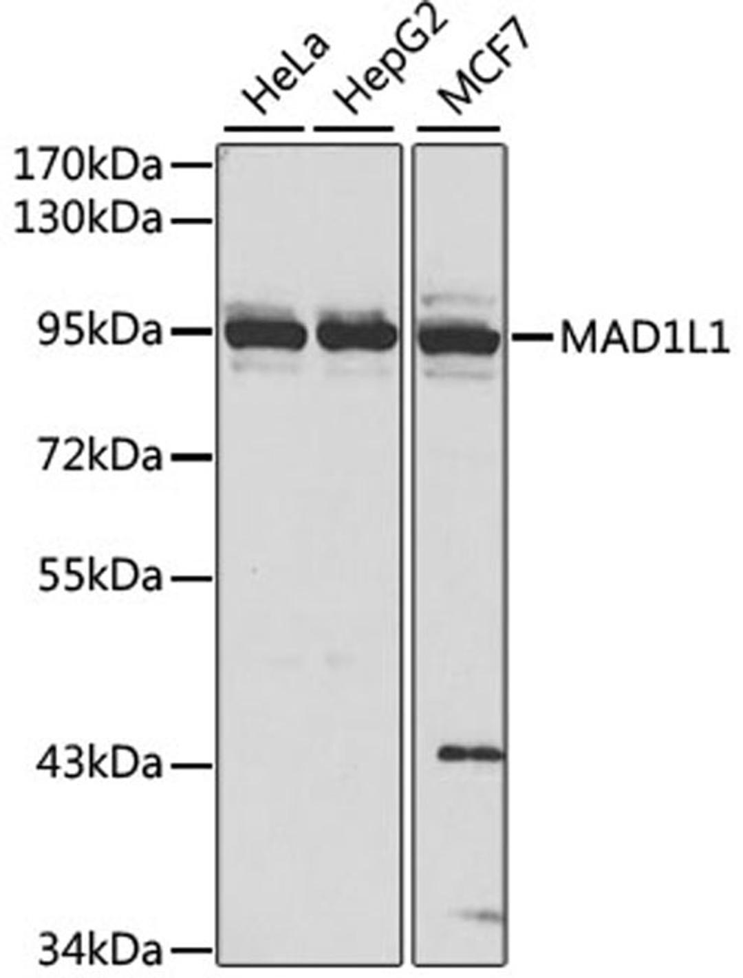 Western blot - MAD1L1 antibody (A1153)