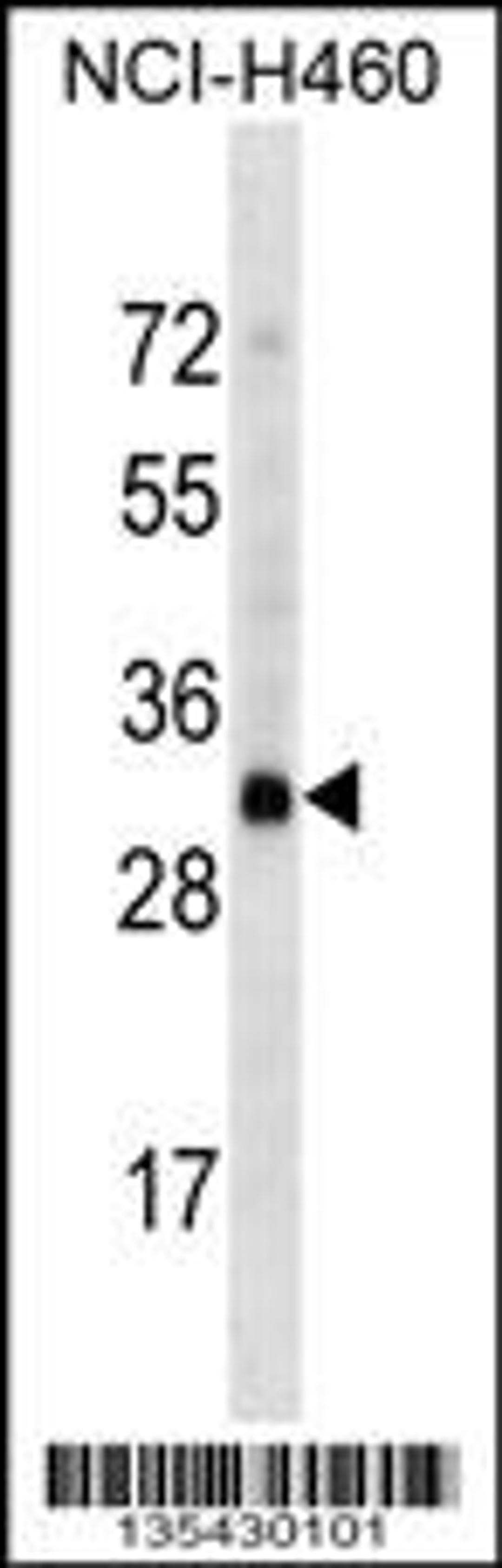 Western blot analysis in NCI-H460 cell line lysates (35ug/lane).