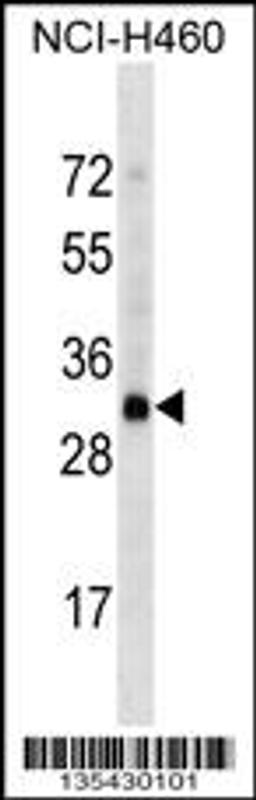 Western blot analysis in NCI-H460 cell line lysates (35ug/lane).