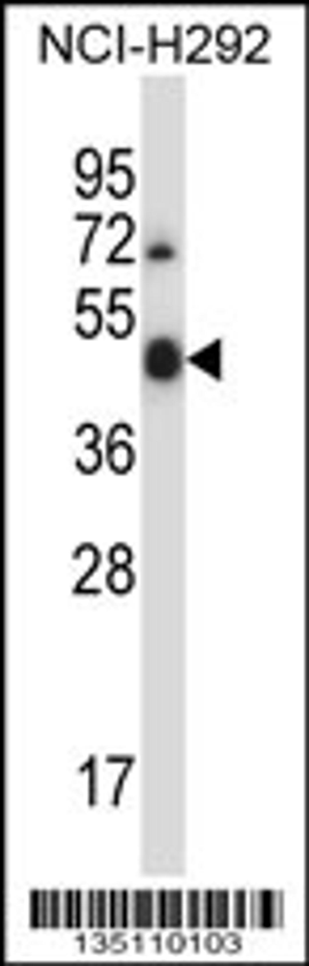 Western blot analysis in NCI-H292 cell line lysates (35ug/lane).