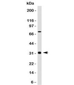 Western blot testing of Bcl10 antibody and HepG2 lysate. Observed molecular weight: 26~33 kDa.