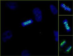 Detection of human ZWINT-1 by immunocytochemistry.