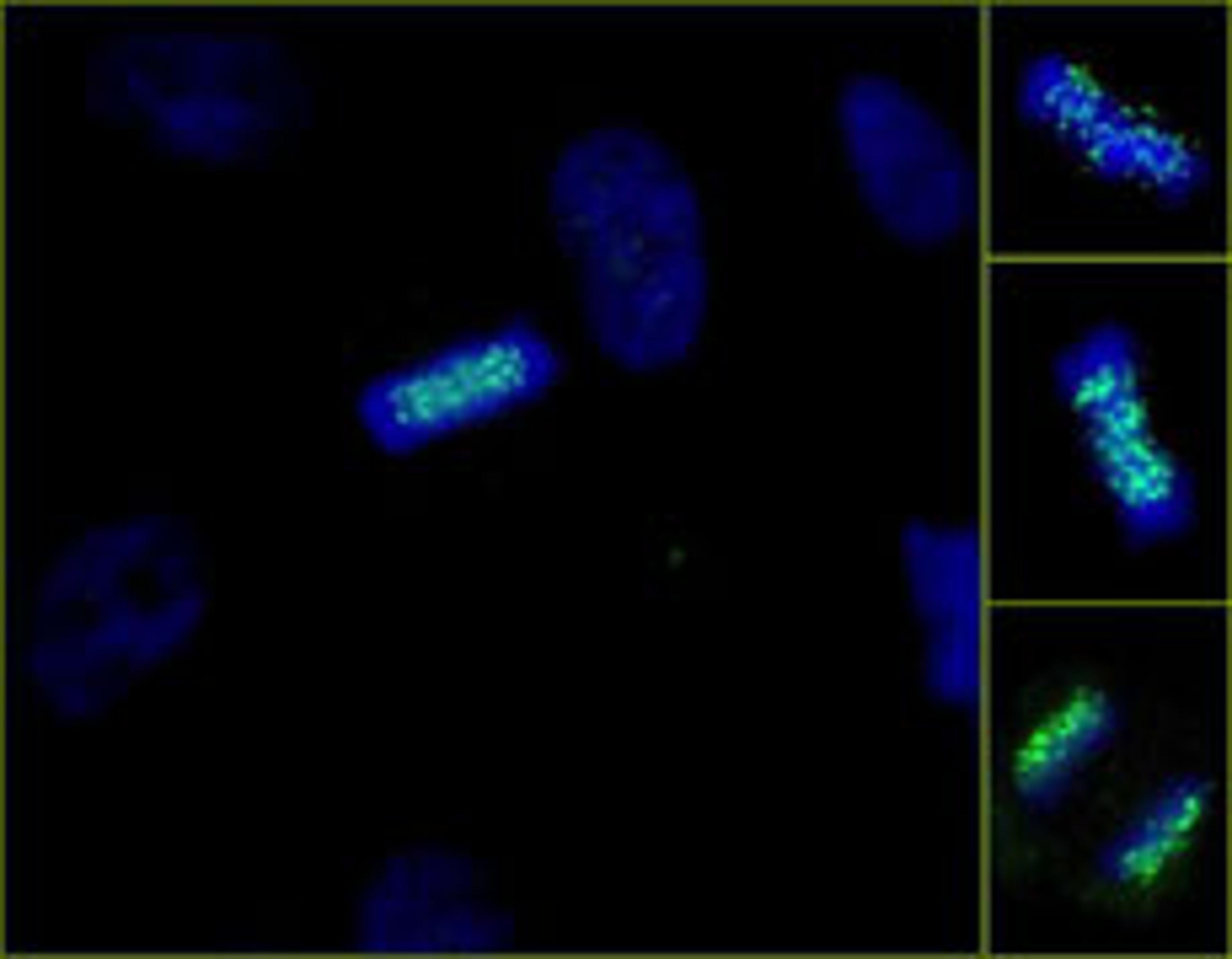 Detection of human ZWINT-1 by immunocytochemistry.