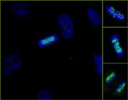 Detection of human ZWINT-1 by immunocytochemistry.