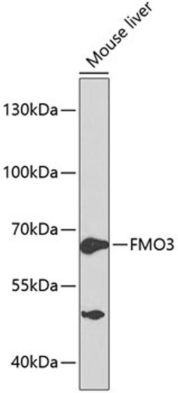 Western blot - FMO3 antibody (A1901)