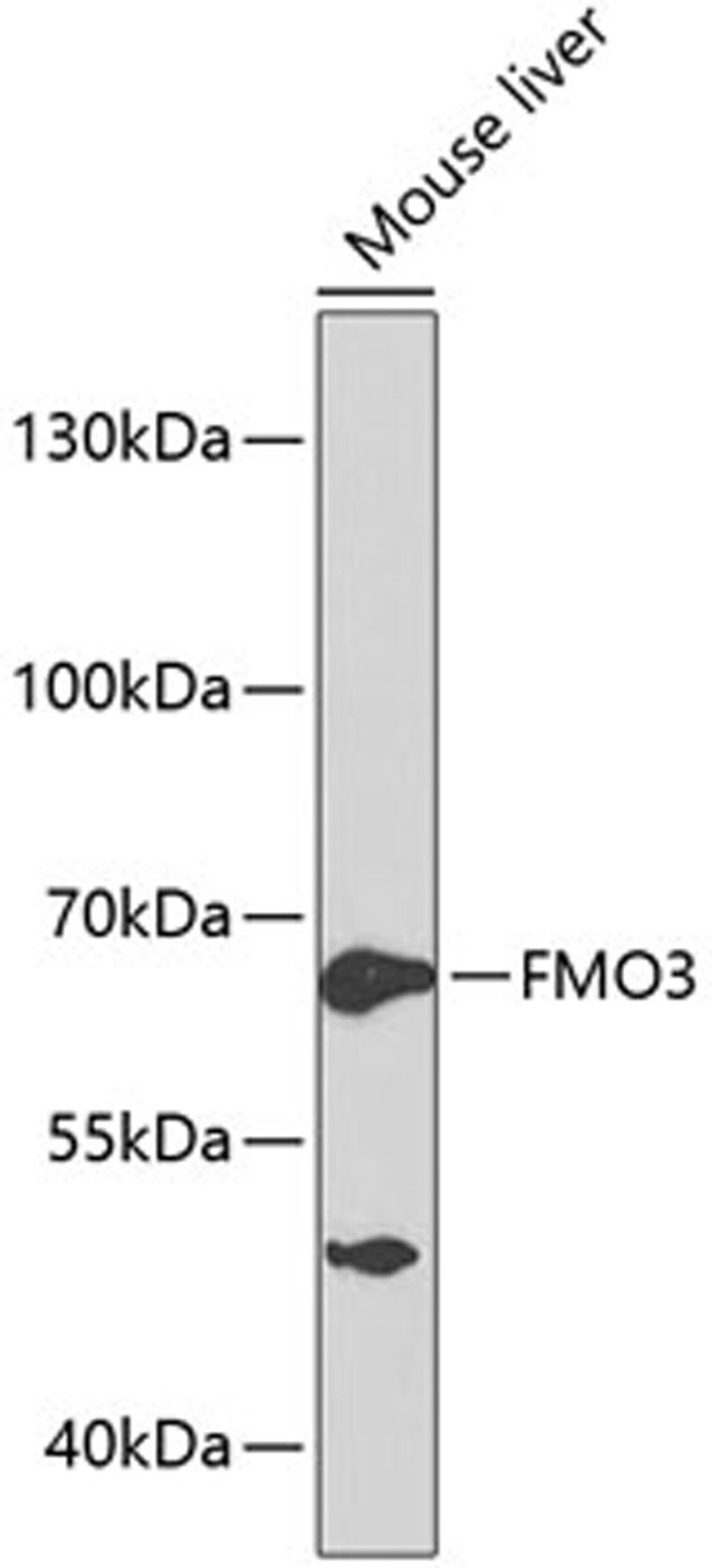 Western blot - FMO3 antibody (A1901)