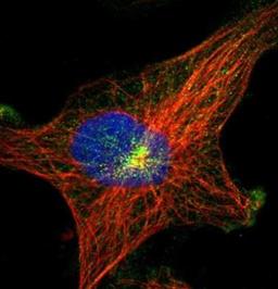 Immunocytochemistry/Immunofluorescence: C7orf43 Antibody [NBP1-83808] - Staining of human cell line U-251 MG shows positivity in vesicles. Antibody staining is shown in green.