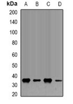 Western blot analysis of Hela (Lane1), U20S (Lane2), COS7 (Lane3), PC12 (Lane4) whole cell lysates using FBL antibody