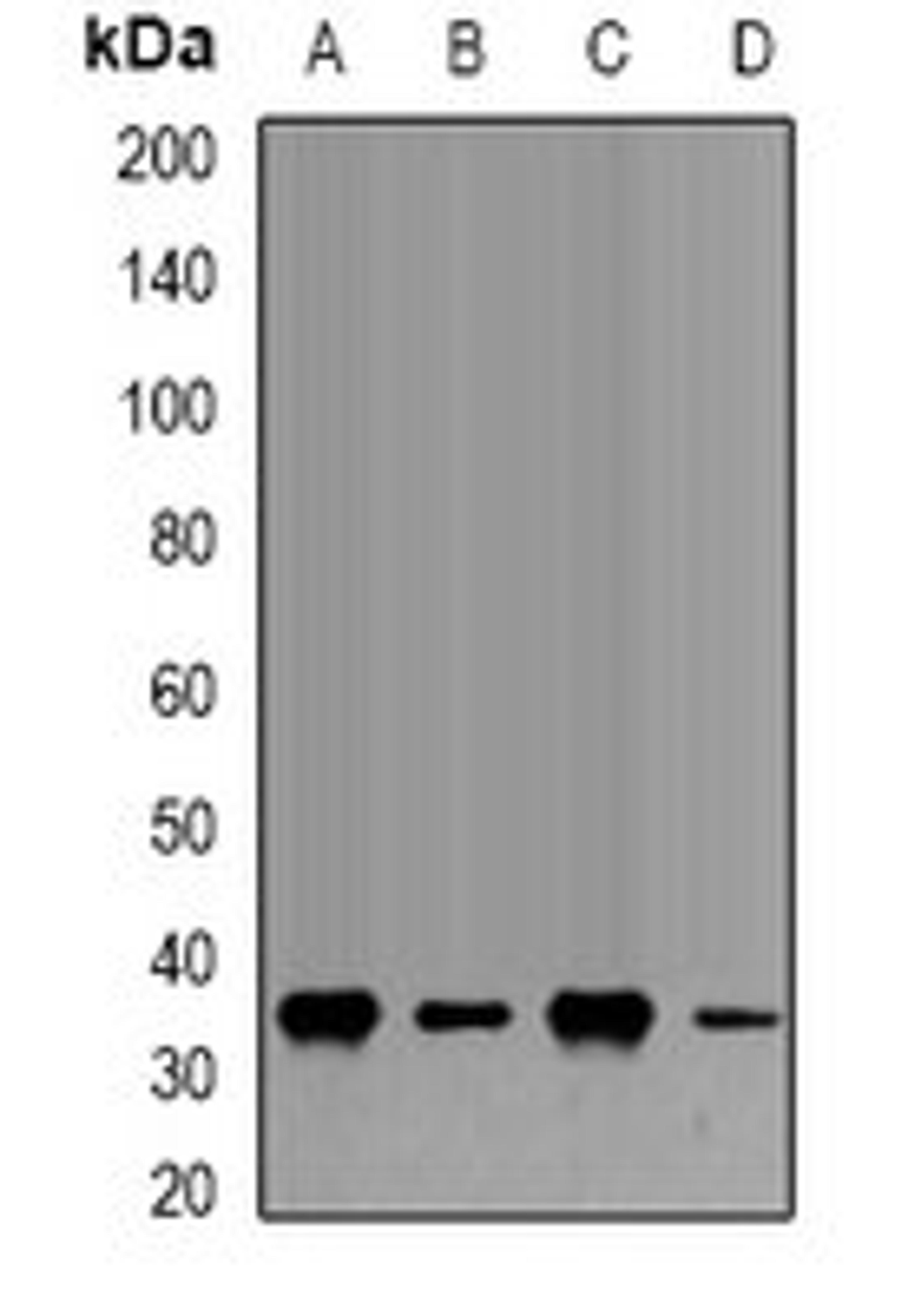 Western blot analysis of Hela (Lane1), U20S (Lane2), COS7 (Lane3), PC12 (Lane4) whole cell lysates using FBL antibody