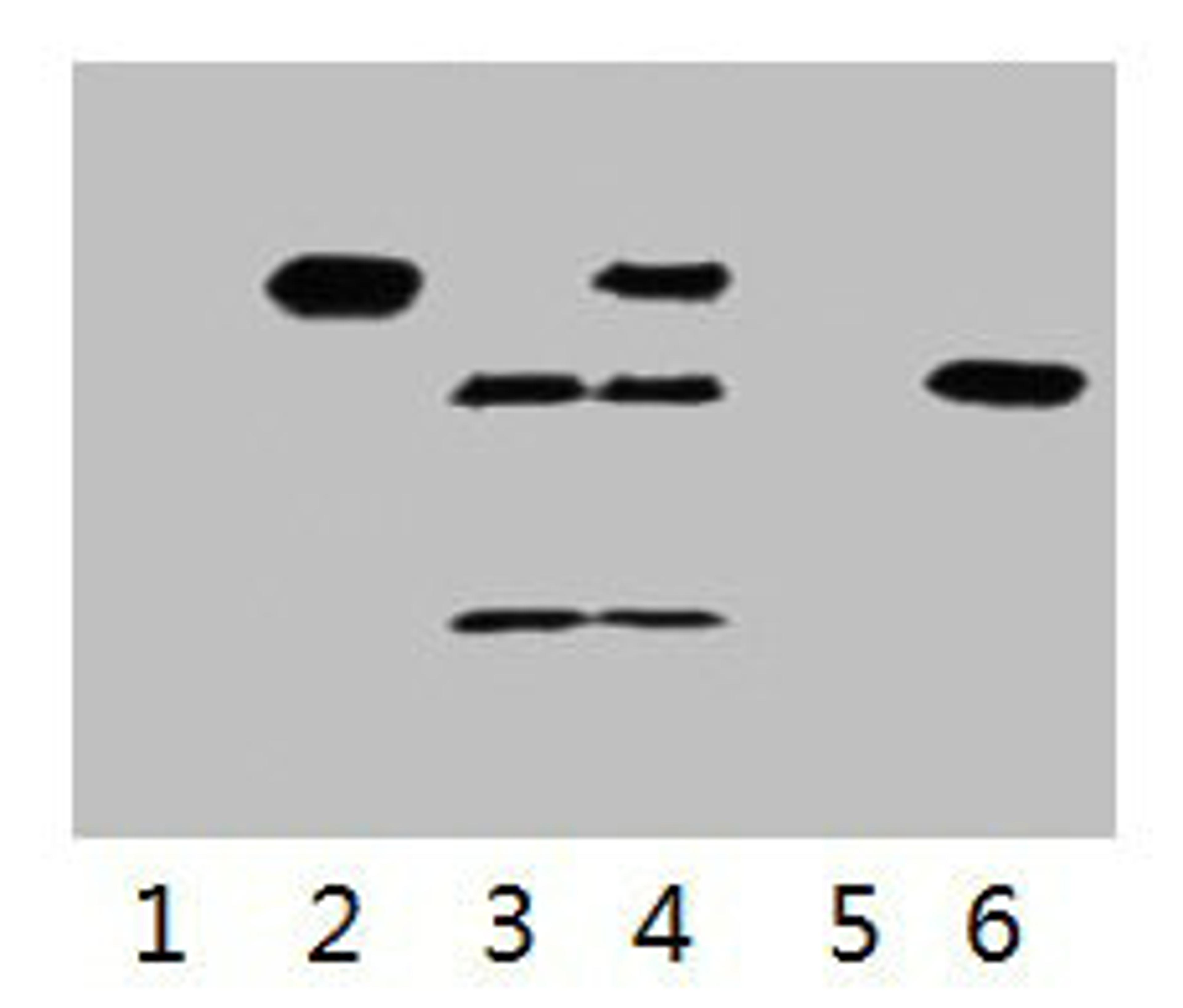 IP antibody use: 3µg Flag Mouse IgG1 per ml Lysate, WB 1:5000. Lane 1: untransfected 293 cell lysate. Lane 2: transfected 293 cell lysate with C-Myc-tag fusion protein. Lane 3: IP (transfected 293 + normal Mouse IgG + Protein G agarose). Lane 4: IP (transfected 293 + anti- C-Myc mAb + Protein G agarose). Lane 5: IP (transfected 293 + Protein G). Lane 6: Recombinant protein (E.coli). 