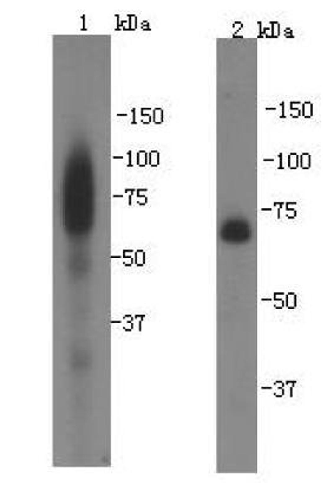 Western blot analysis of human placenta (1) and human serum (2) lysates using FAM55C antibody