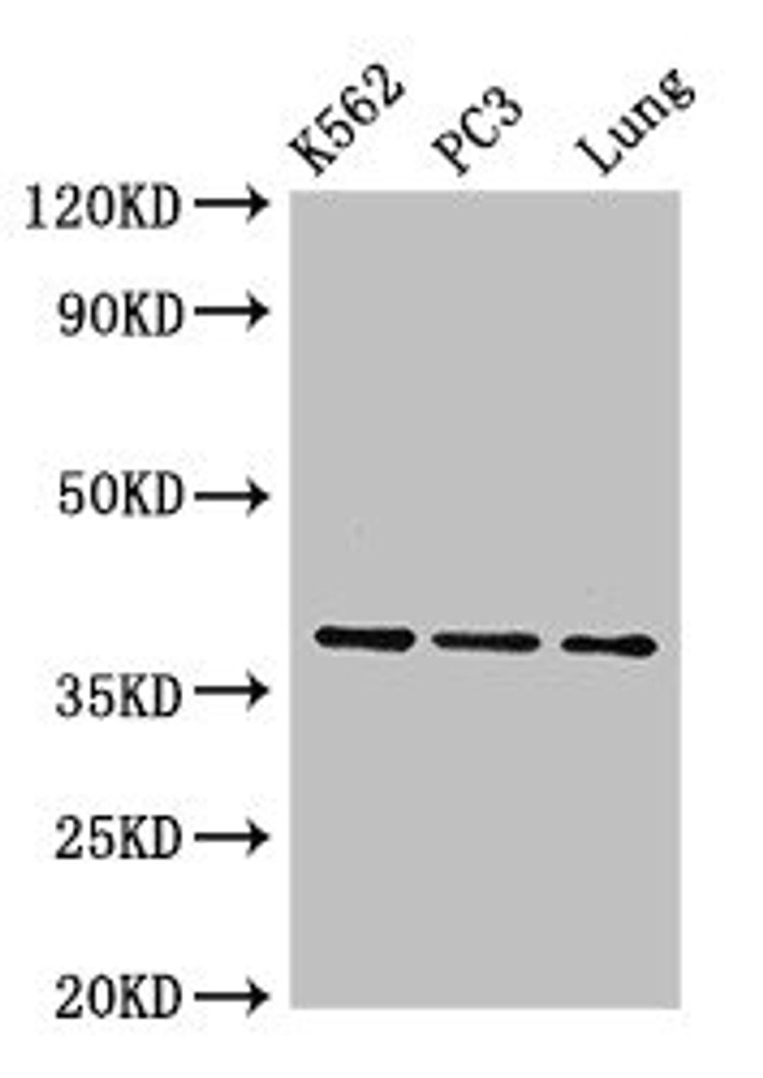 Western Blot. Positive WB detected in: K562 whole cell lysate, PC-3 whole cell lysate, Mouse lung tissue. All lanes: Anxa1 antibody; HRP conjugated at 0.42µg/ml. Predicted band size: 39 kDa. Observed band size: 39 kDa