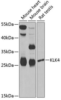 Western blot - KLK4 Antibody (A6642)