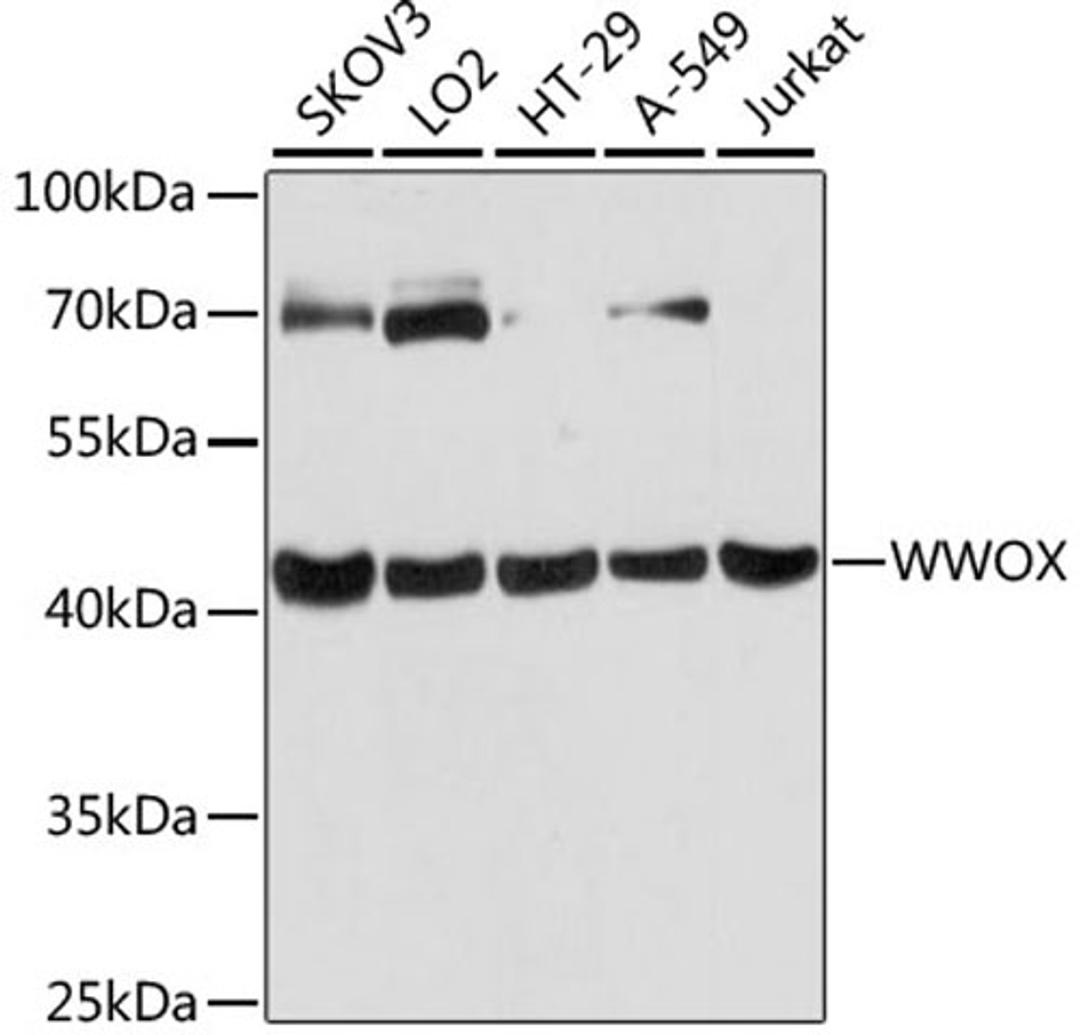 Western blot - WWOX antibody (A12652)