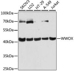 Western blot - WWOX antibody (A12652)