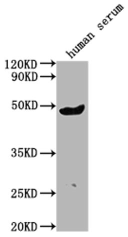 Western Blot. Positive WB detected in human serum. All lanes:IGHG3 antibody at 1:2000. Secondary. Goat polyclonal to rabbit IgG at 1/50000 dilution. Predicted band size: 42 kDa. Observed band size: 42 kDa.