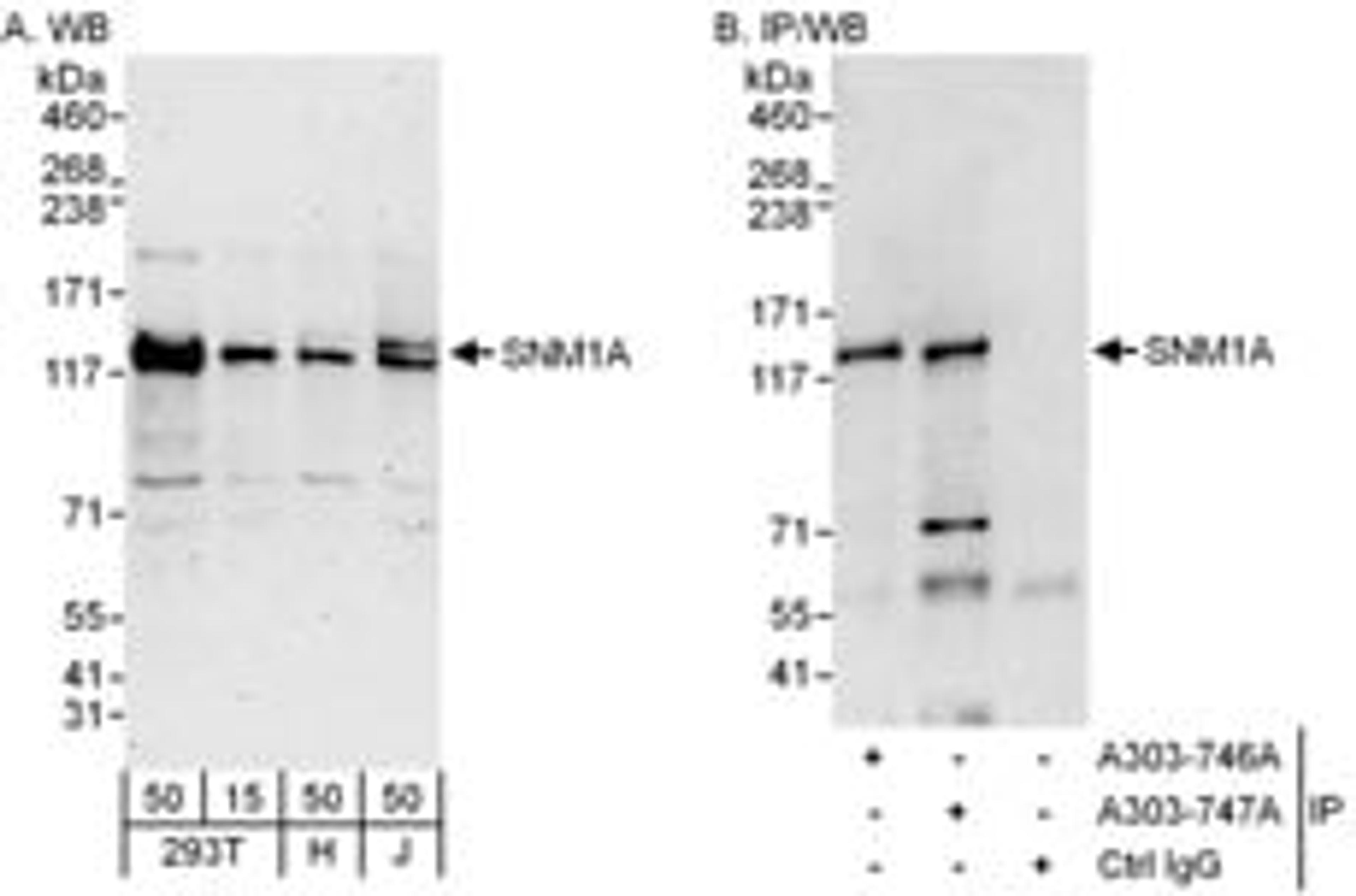 Detection of human SNM1A by western blot and immunoprecipitation.