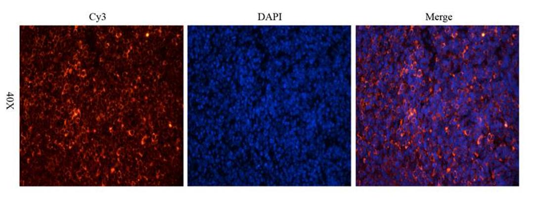 Immunofluorescence analysis of rat spleen tissue using Estrogen Receptor beta 2 antibody (dilution of primary antibody - 2.5 ug/ml)