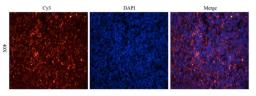 Immunofluorescence analysis of rat spleen tissue using Estrogen Receptor beta 2 antibody (dilution of primary antibody - 2.5 ug/ml)