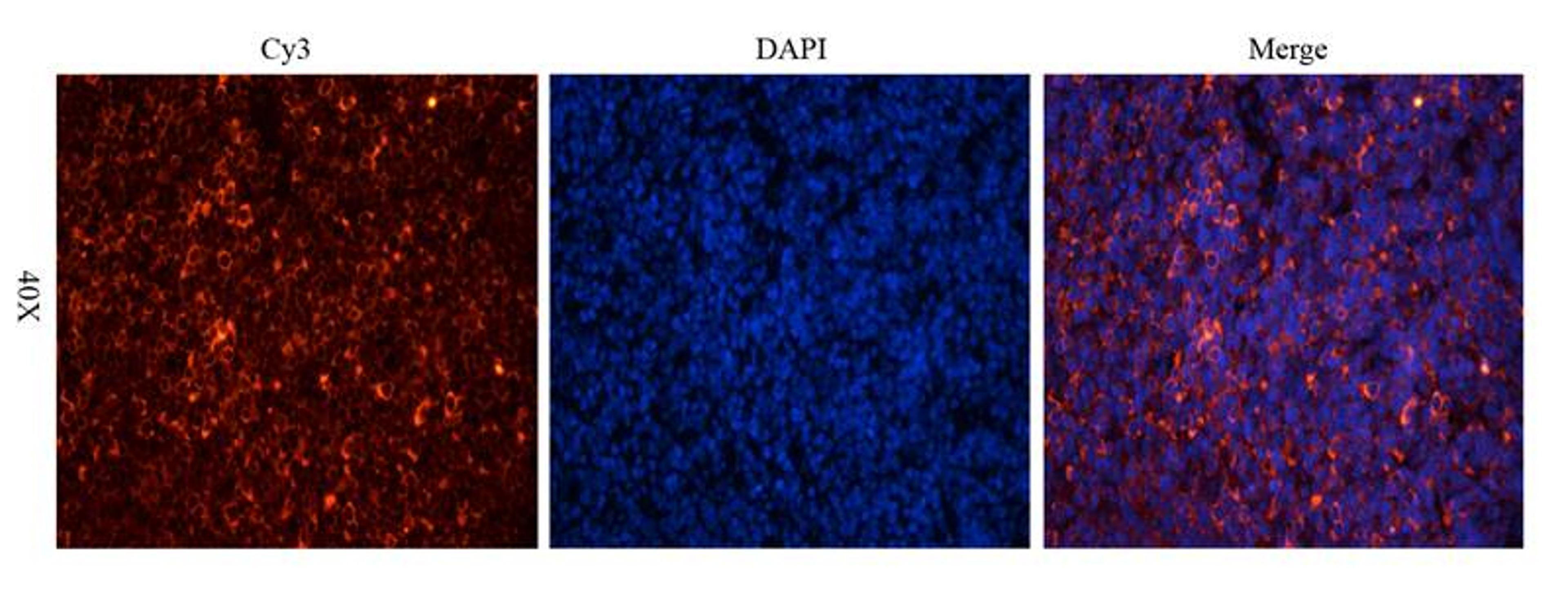 Immunofluorescence analysis of rat spleen tissue using Estrogen Receptor beta 2 antibody (dilution of primary antibody - 2.5 ug/ml)