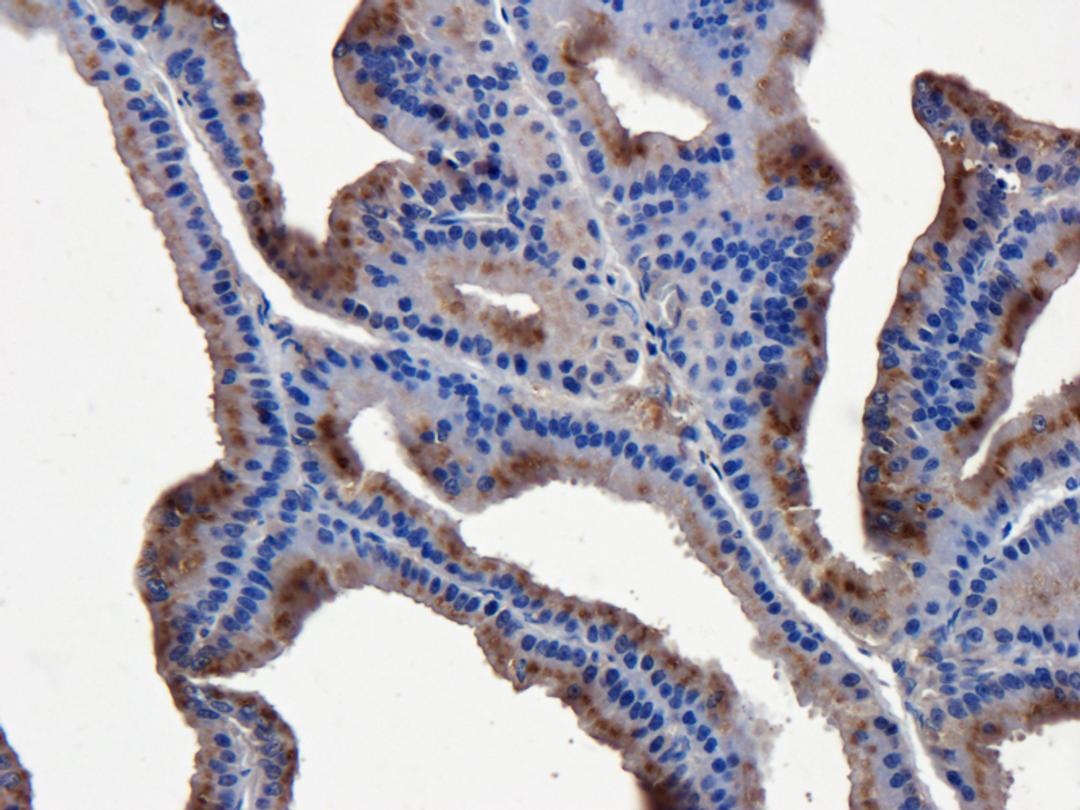 IHC-P staining of rat prostate tissue using anti-Mast cell tryptase (5 ug/ml)