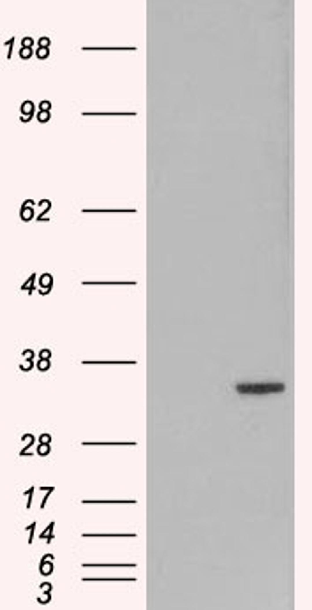 HEK293 overexpressing ORC6L and probed (mock transfection in first lane).