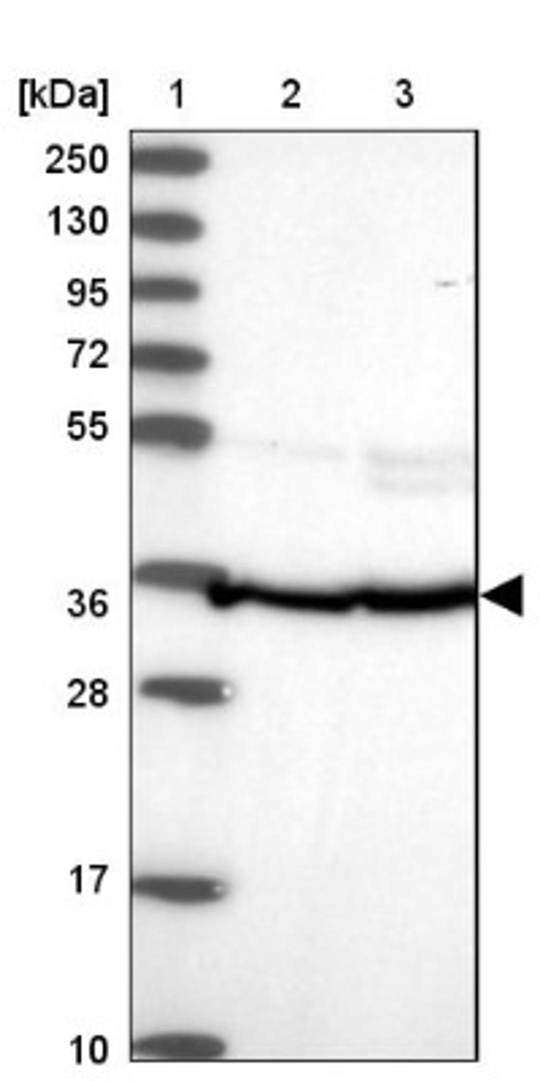 Western Blot: FKBP38 Antibody [NBP2-33440] - Lane 1: Marker [kDa] 250, 130, 95, 72, 55, 36, 28, 17, 10<br/>Lane 2: Human cell line RT-4<br/>Lane 3: Human cell line U-251MG sp