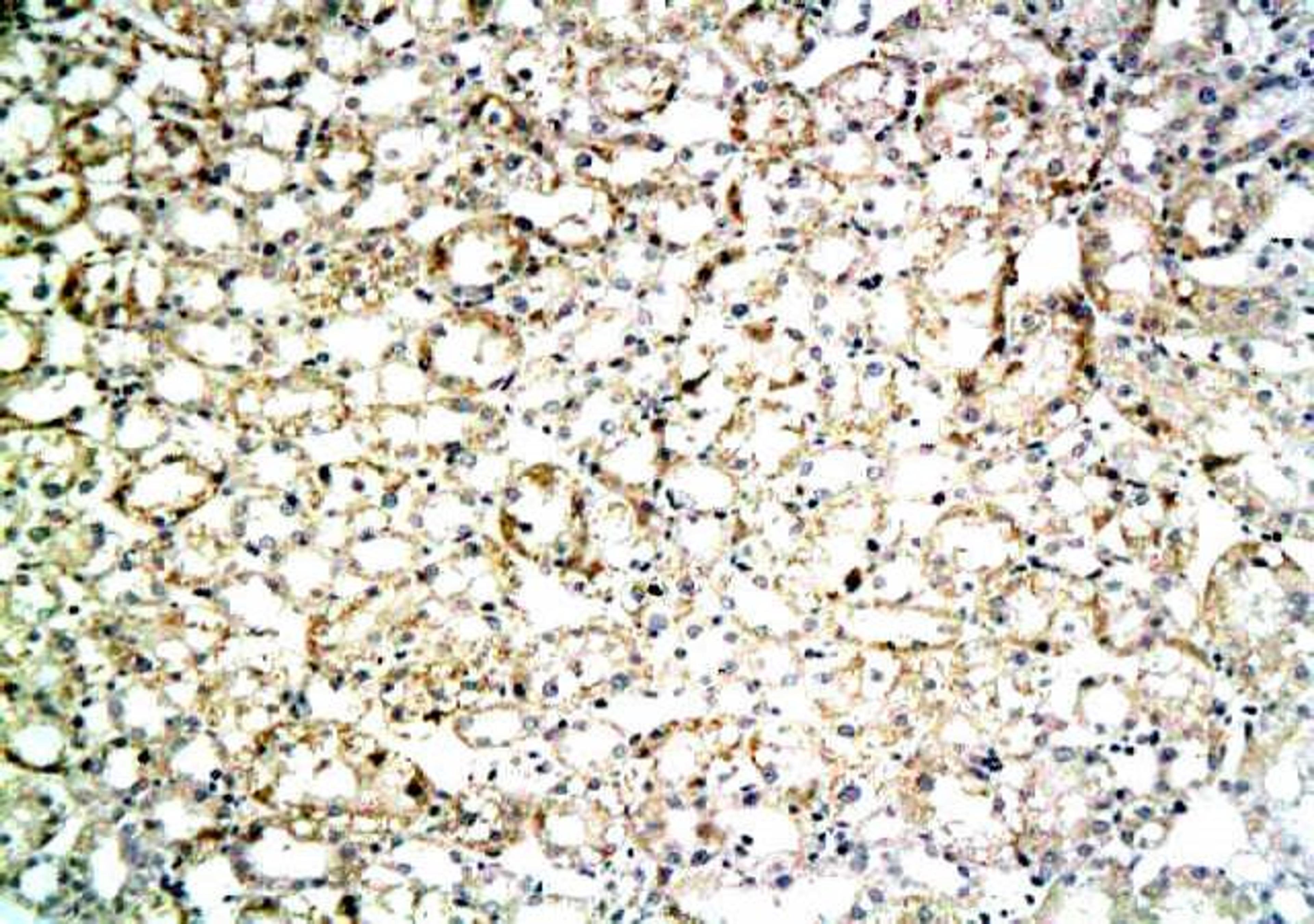 Immunohistochemical analysis of paraffin-embedded rat kidney tissue using Fibronectin antibody.