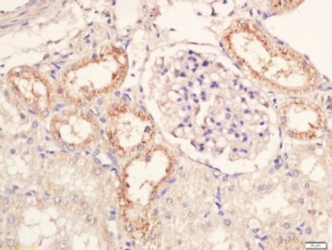 Immunohistochemical staining of rat kidney tissue using GPR106 antibody.