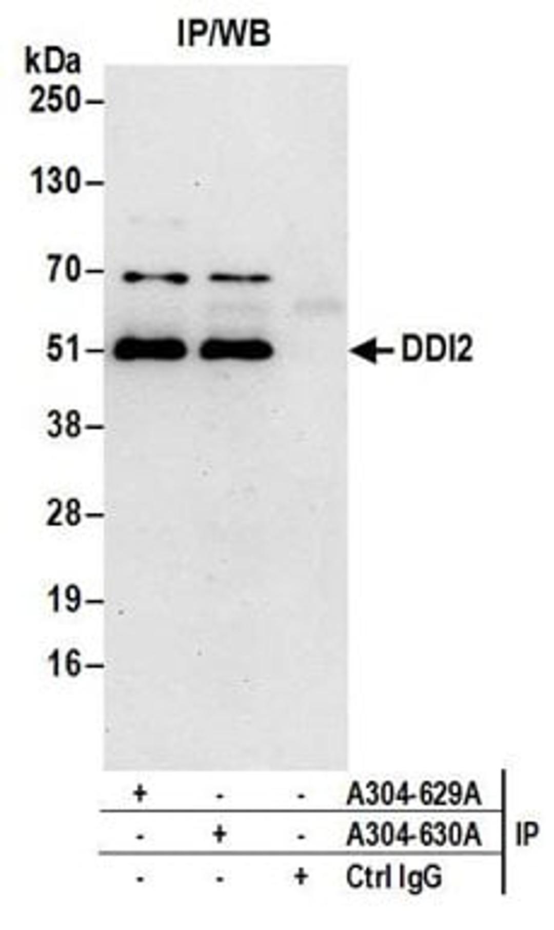 Detection of human DDI2 by western blot of immunoprecipitates.