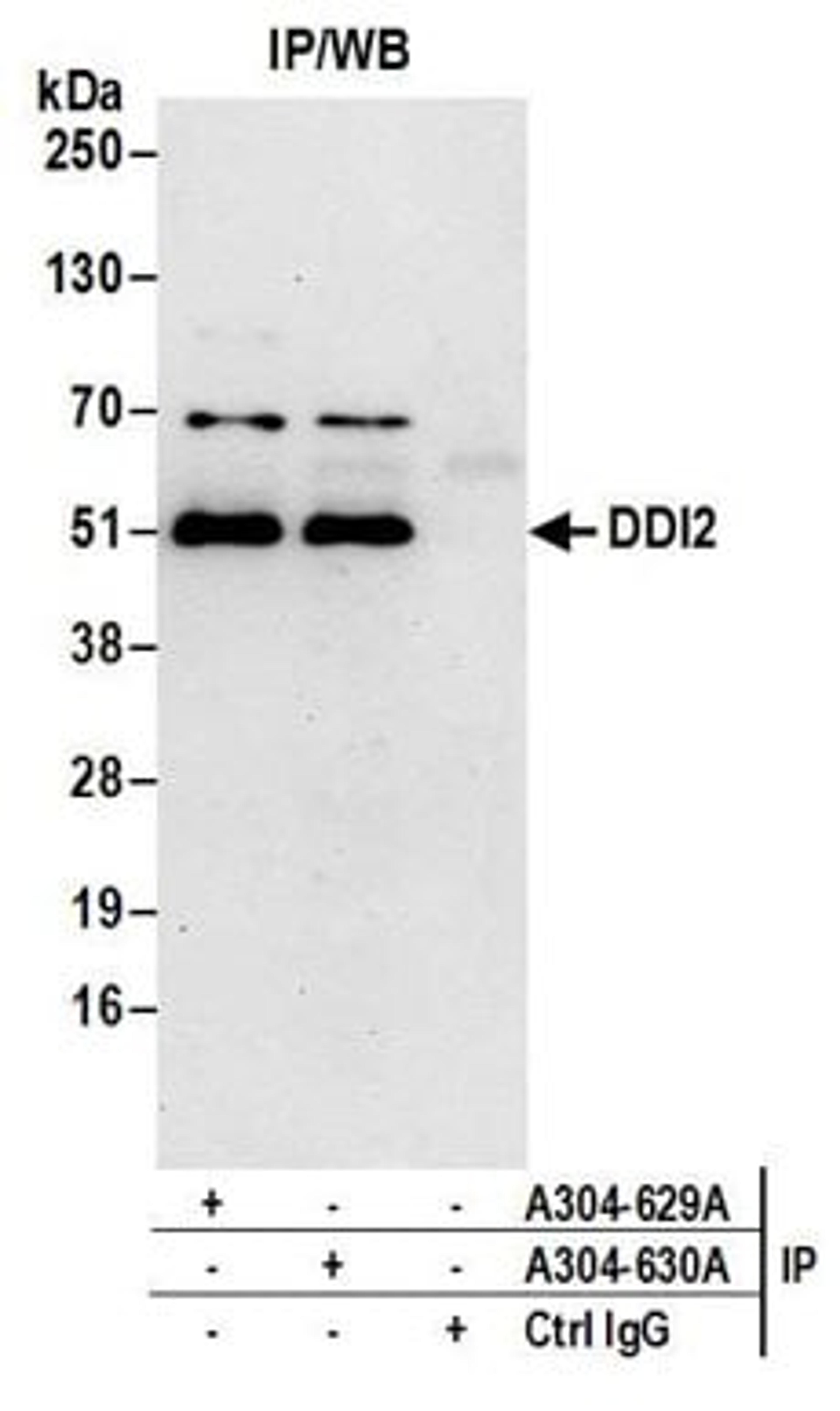 Detection of human DDI2 by western blot of immunoprecipitates.