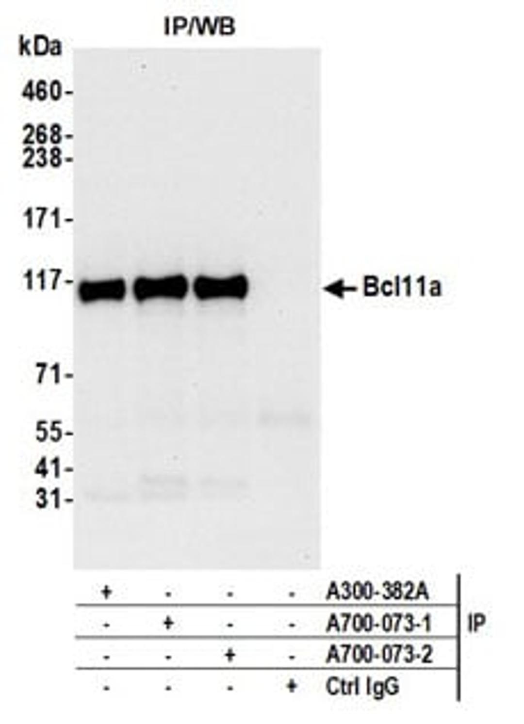 Detection of human Bcl11a by western blot of immunoprecipitates.