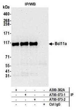 Detection of human Bcl11a by western blot of immunoprecipitates.