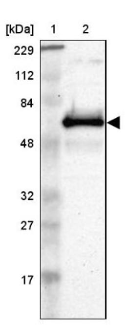 Western Blot: ETV3 Antibody [NBP1-80931] - Lane 1: Marker [kDa] 229, 112, 84, 48, 32, 27, 17<br/>Lane 2: Human cell line RT-4